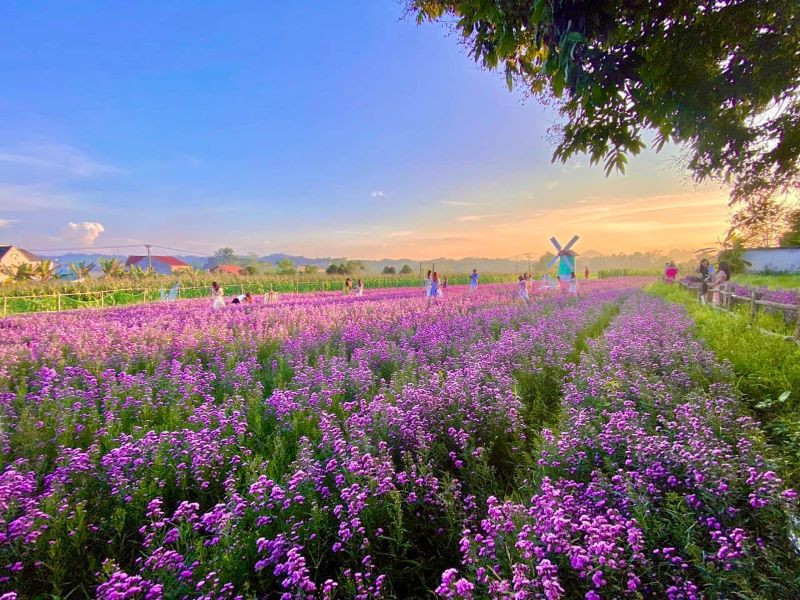 Vườn hoa Đình Đắc